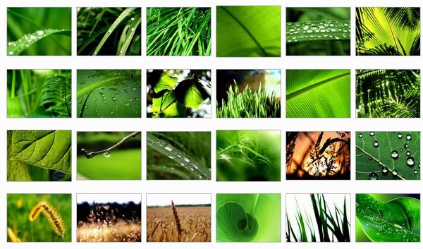 green leaf wallpapers